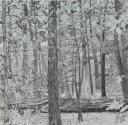 drawing woods, trees, ink