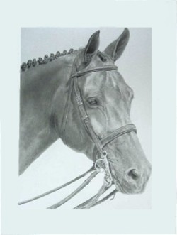 Drawing animal horse