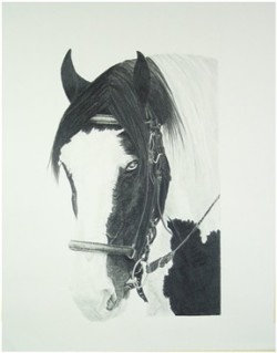 Drawing animal horse
