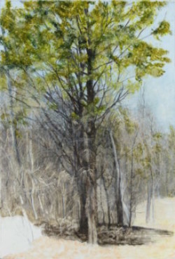 Mixed Media Wood, trees