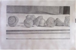 Acorns