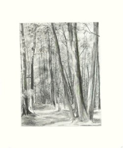 drawing woods, trees