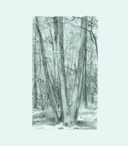 drawing woods, trees