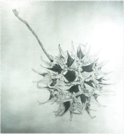Drawing seed