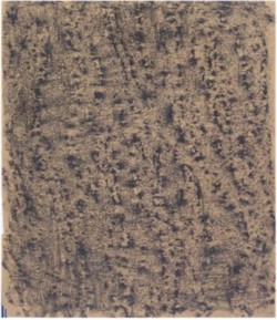 Rubbing tree bark
