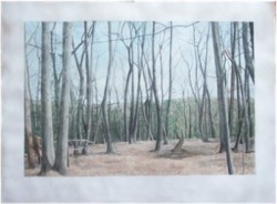 drawing woods, trees