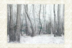 drawing woods, trees
