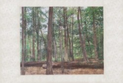 Mixed Media Wood, trees