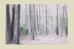 drawing woods, trees