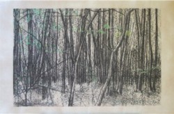 drawing woods/trees