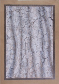 Rubbing tree bark