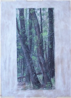 drawing woods/trees