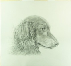 Drawing animal dog