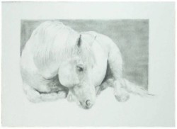 Drawing animal horse