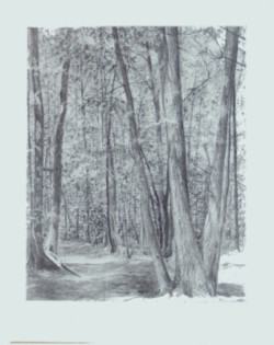 drawing woods, trees