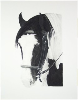Drawing animal horse