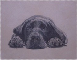 Drawing animal dog