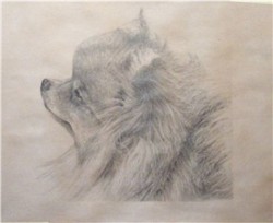 Drawing animal dog