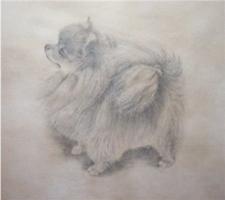 Drawing animal dog