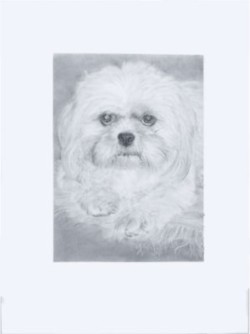 Drawing animal dog